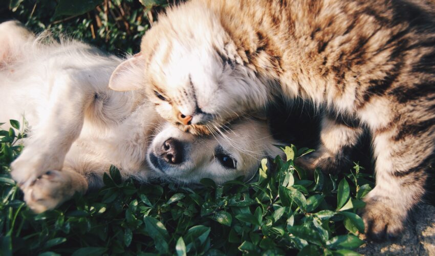 Cat and Dog lying together